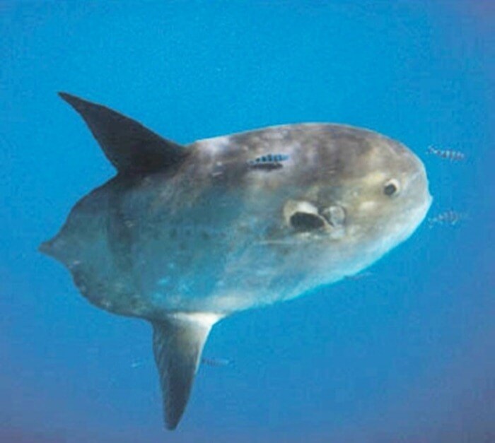 Poisson-lune pointu commun