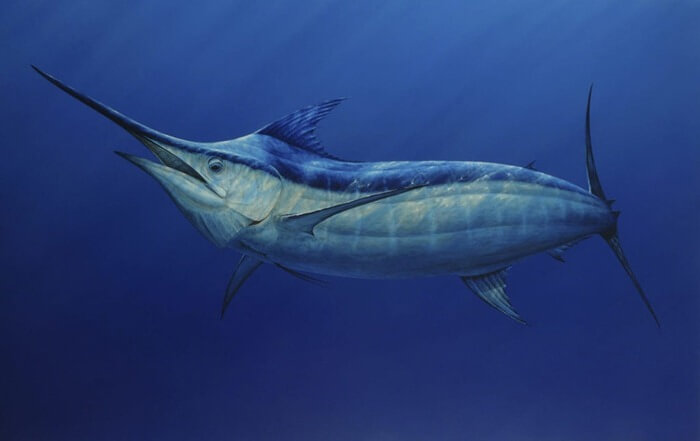 Marlin bleu de l'Atlantique