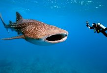 Requin baleine