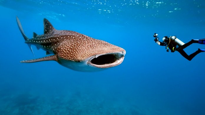 Requin baleine
