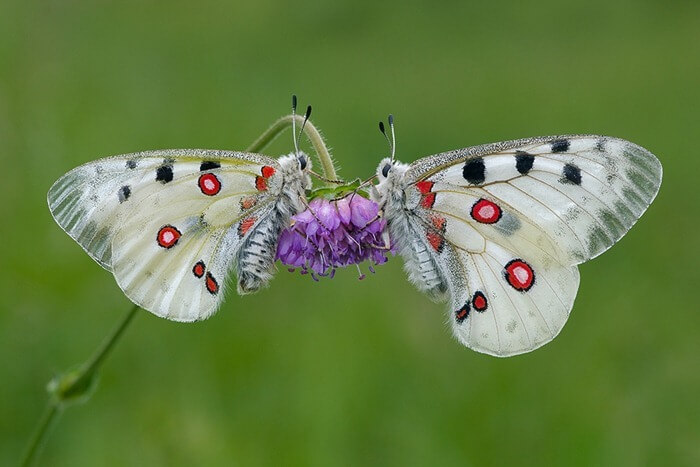 Parnassius apollon Parnassius apollon