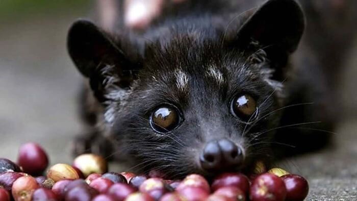 musang