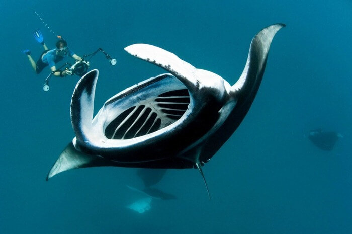 Manta de récif