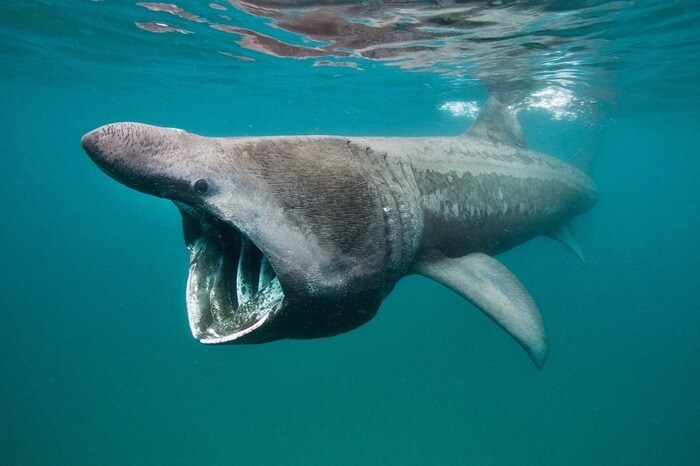 Requin géant