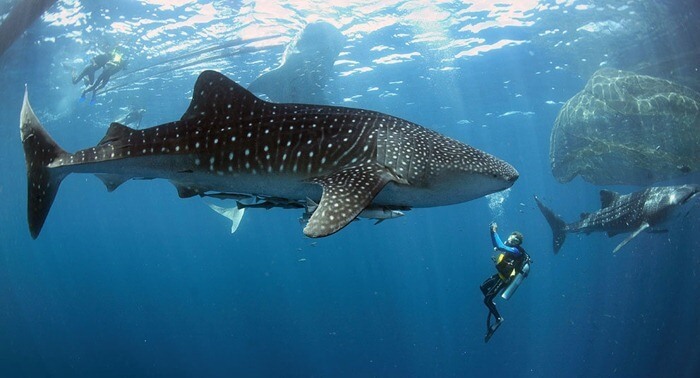 Le requin baleine est le plus gros poisson du monde