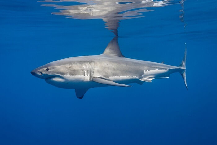 Grand requin blanc
