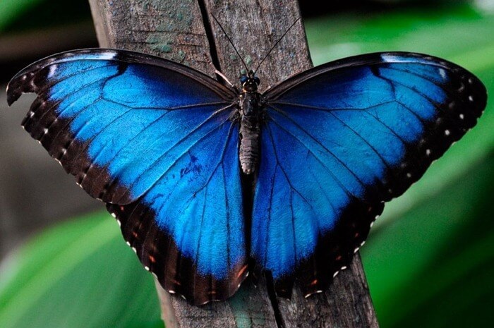 morpho bleu Menelaus morpho bleu Menelaus