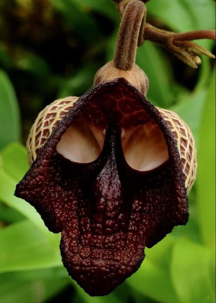 Aristolochia Salvadorensis - la fleur la plus inhabituelle au monde Aristolochia Salvadorensis - la fleur la plus inhabituelle au monde