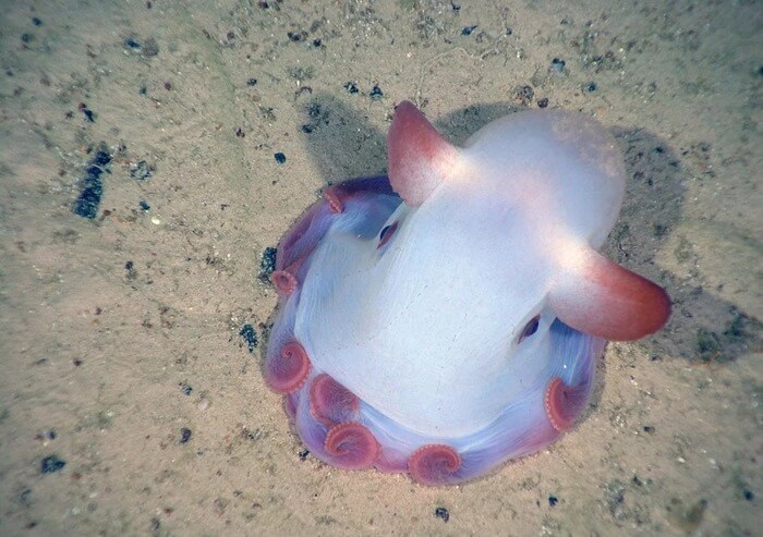 Grimpoteutis