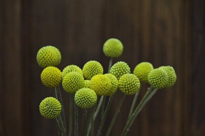 Craspedia globosa - comme une fleur d'une image