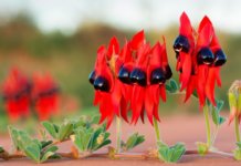 Fleurs inhabituelles