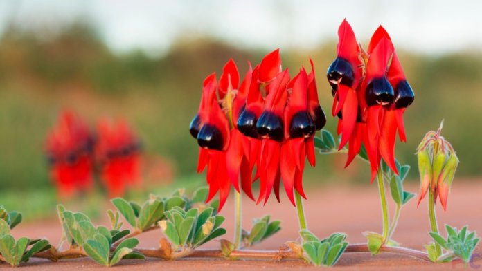 Fleurs inhabituelles