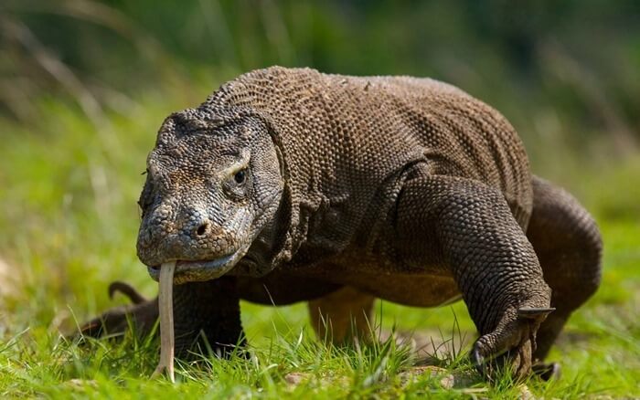 Dragon de Komodo