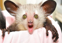 Aye Aye
