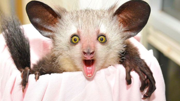 Aye Aye