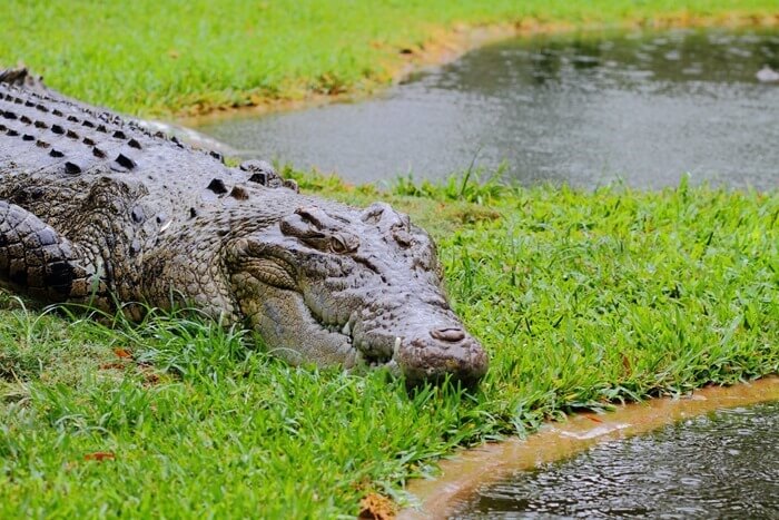 Un crocodile peigné est l'animal le plus effrayant