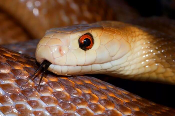 Taipan, le serpent le pire et le plus venimeux