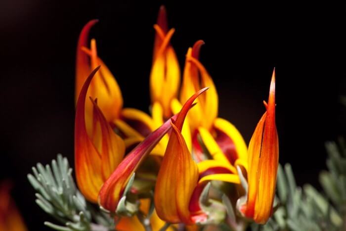 Lotus berthelotii - une fleur extraordinairement belle