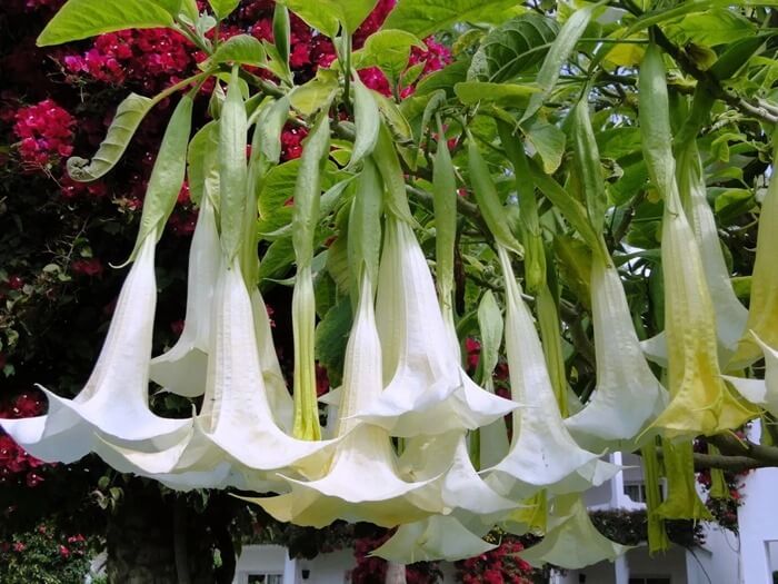 Brugmansia Brugmansia