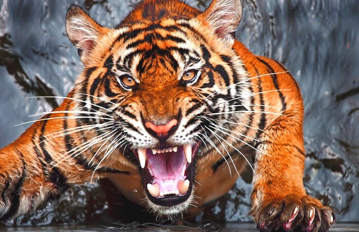 Le tigre est le pire prédateur