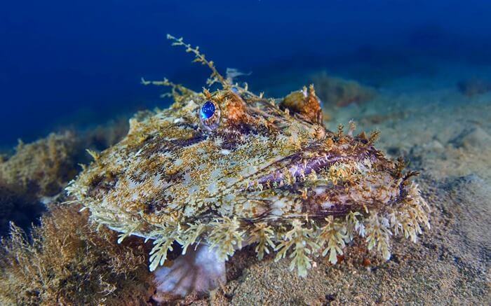 La lotte européenne est un poisson laid