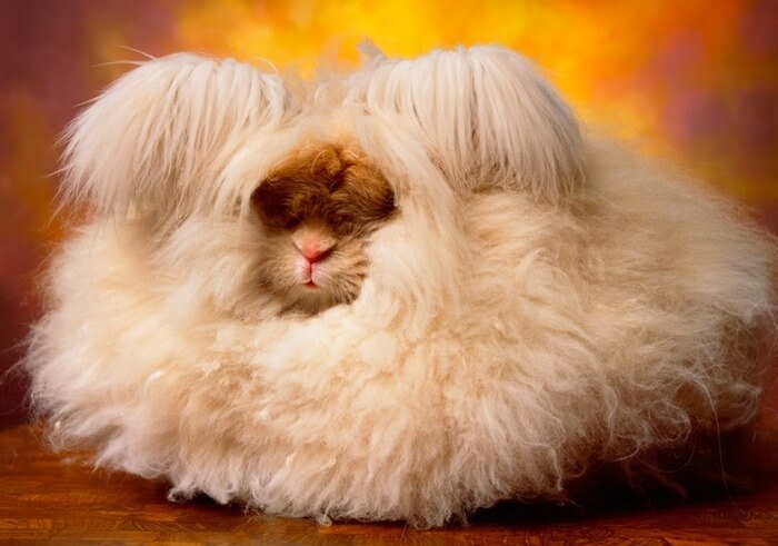 Lapin angora