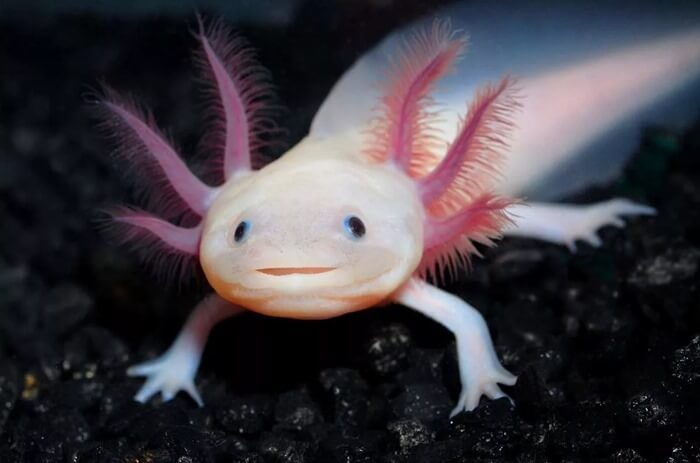 Axolotl animal cool