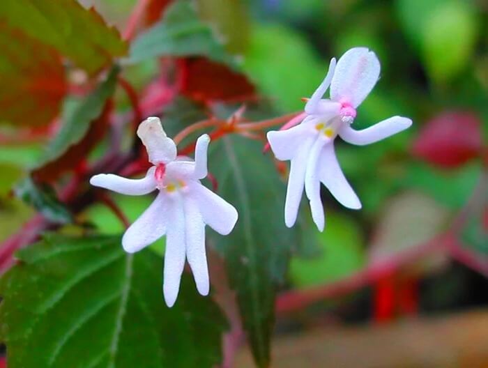 Photo par Impatiens Bequaertii