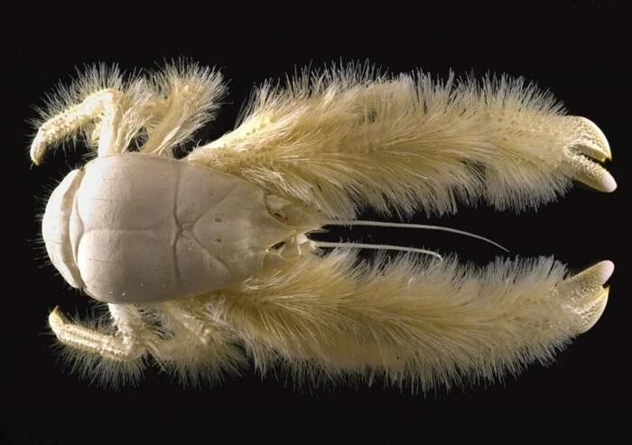 Yeti de crabe, photo