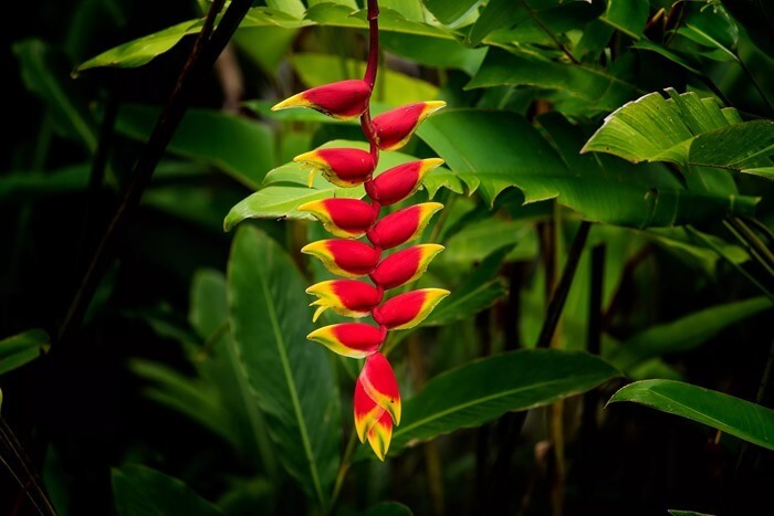 Heliconia rostrata - fleur étrange