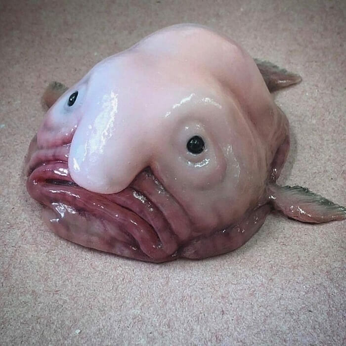 Drôle de poisson goutte