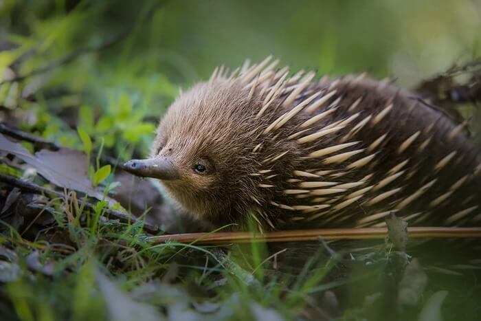 L'échidné australien est un animal drôle