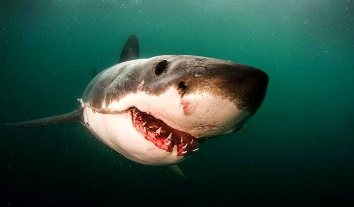 Photo d'un requin blanc effrayant