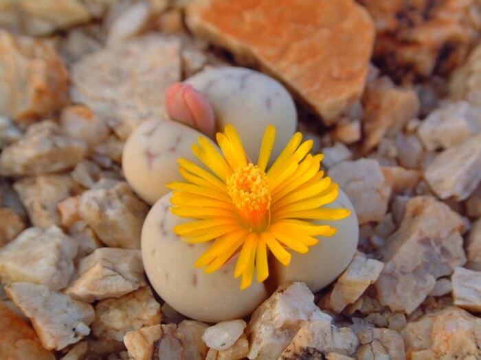 Espèces Lithops - Pierre en fleurs