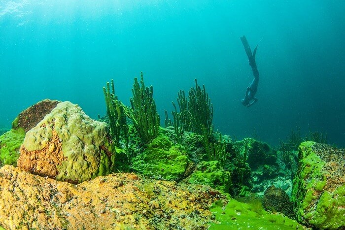 Monde sous-marin intéressant du Baïkal