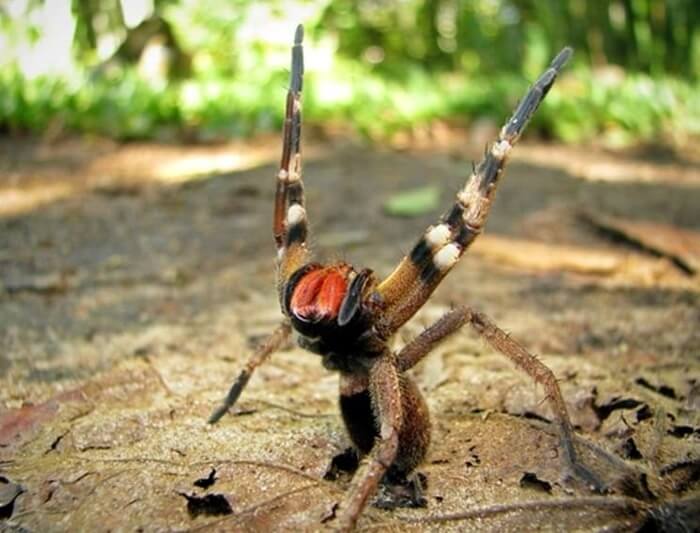 Araignée errante brésilienne
