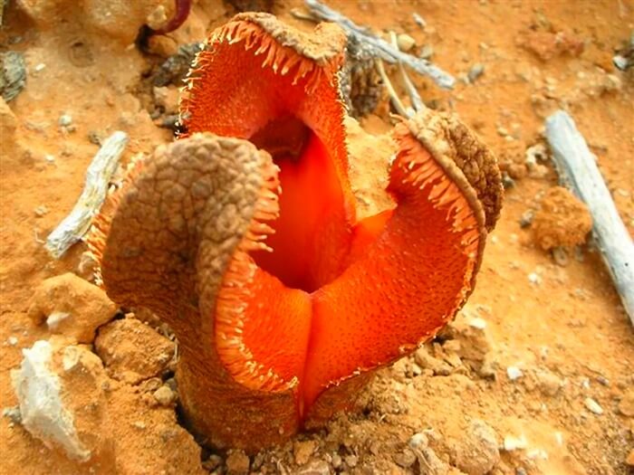 Hydnora africana