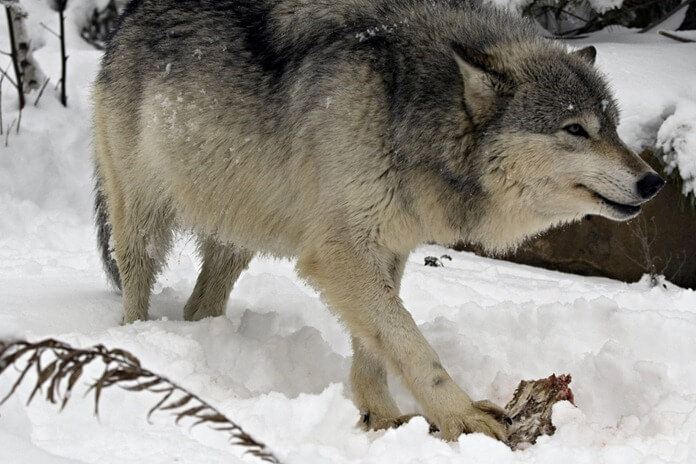 3_2_o-loups-mangeant-facebook