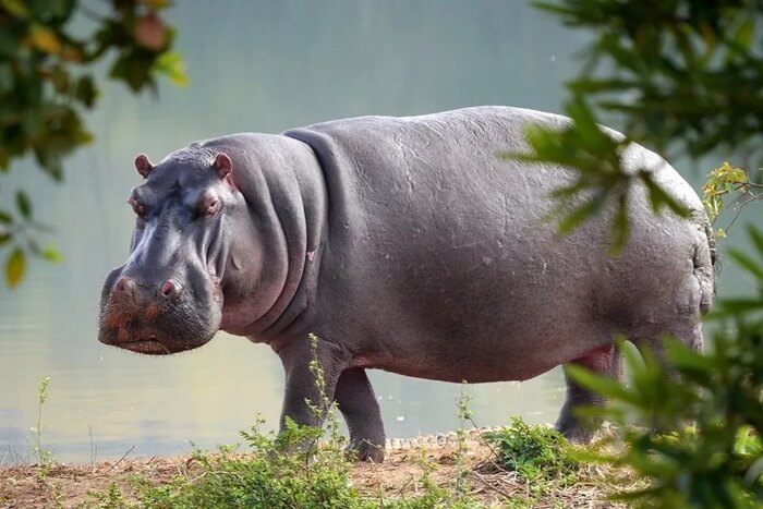 hippopotame