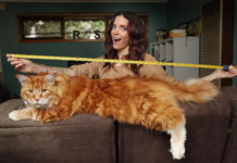 Chat