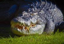 Crocodile Gustav