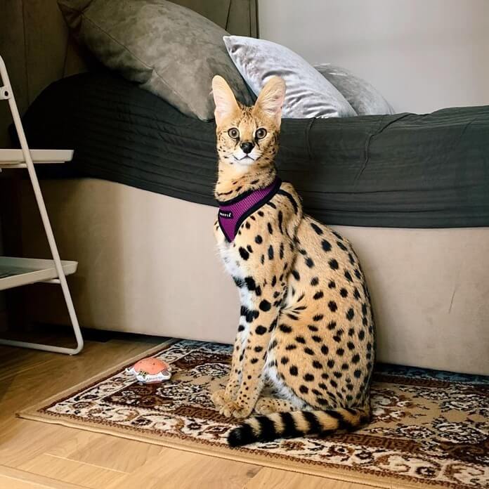 Savannah est le plus grand chat du monde