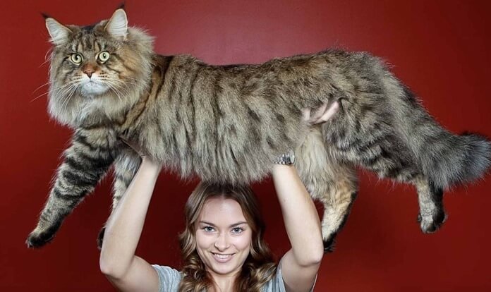 Maine Coon