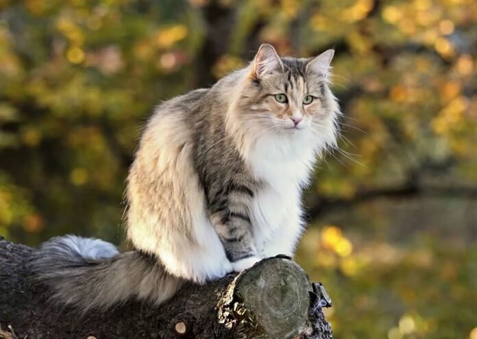 Chat des forêts norvégiennes