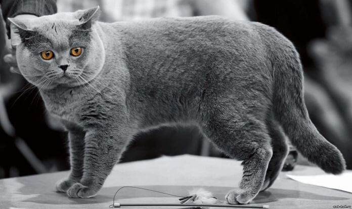 Chat British shorthair