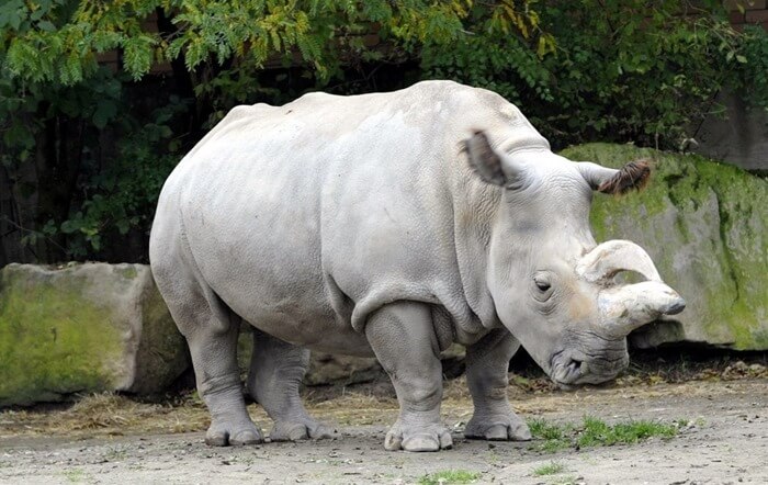 Rhinocéros blanc