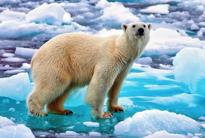 Ours polaire