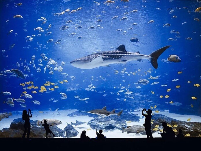 Aquarium de Géorgie