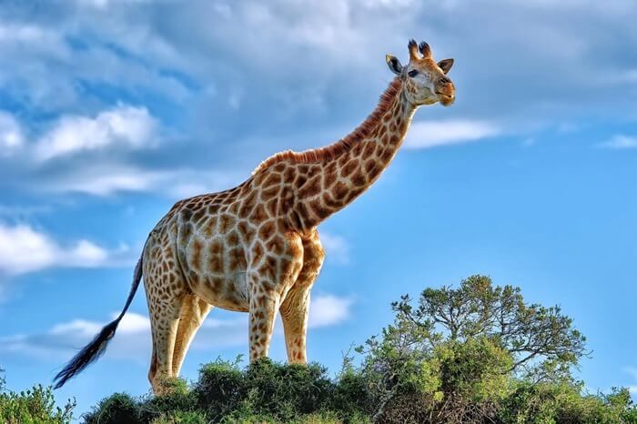 Girafe