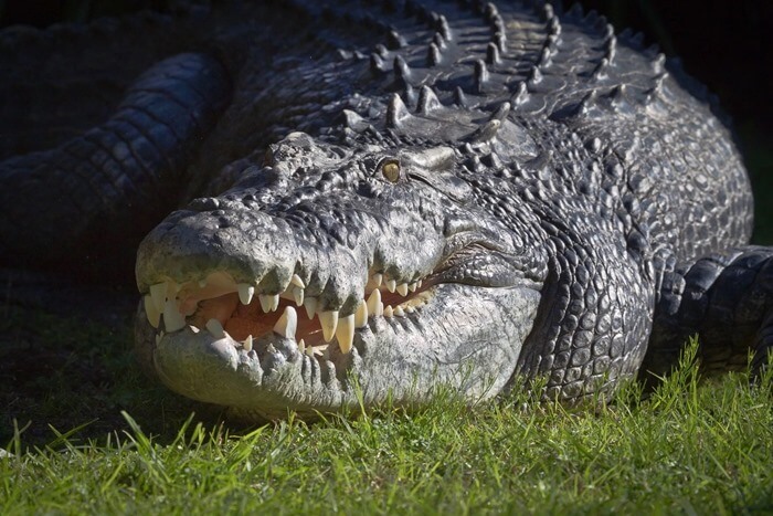 Crocodile peigné